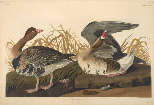 The Birds of America, Plate #286: "White-fronted Goose"