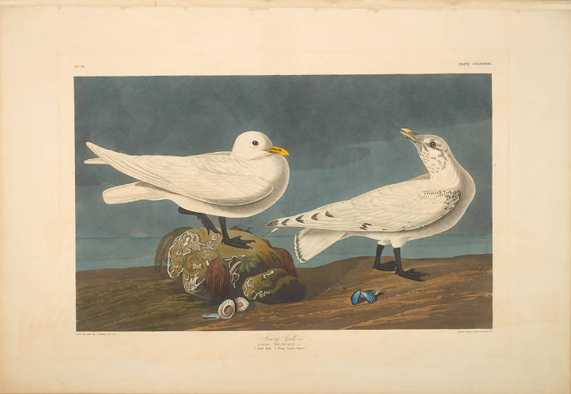 The Birds of America, Plate #287: "Ivory Gull"