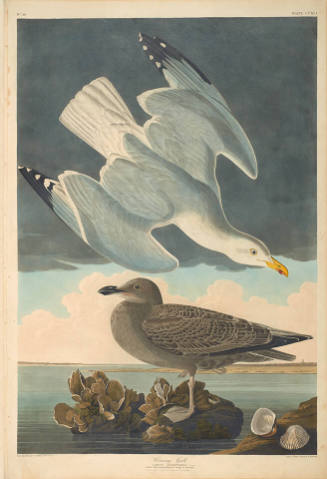 The Birds of America, Plate #291: "Herring Gull"