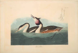 The Birds of America, Plate #292: "Crested Grebe"