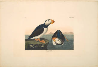 The Birds of America, Plate #293: "Large-billed Puffin"