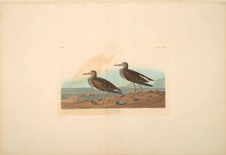 The Birds of America, Plate #294: "Pectoral Sandpiper"