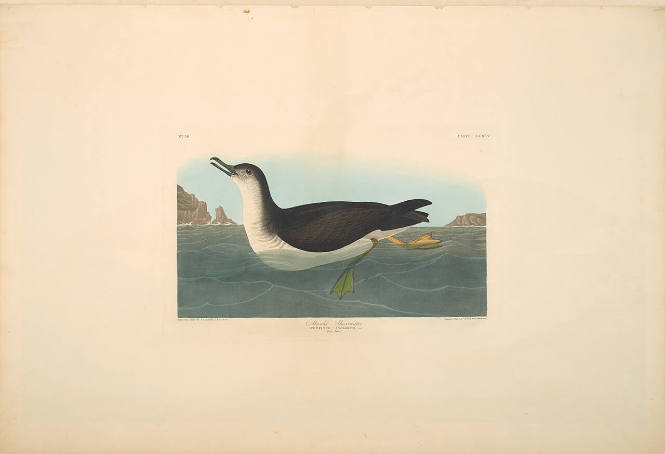 The Birds of America, Plate #295: "Manx Shearwater"