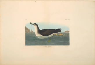 The Birds of America, Plate #295: "Manx Shearwater"