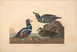 The Birds of America, Plate #297: "Harlequin Duck"