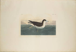 The Birds of America, Plate #299: "Dusky Petrel"