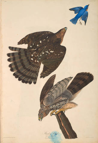 The Birds of America, Plate #36: "Stanley Hawk"