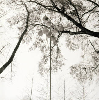 Gourd tree, Monroe, Louisiana