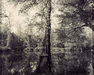 Jumping Tree, Haw River